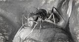 Ant On A Peony Bud Art (Charcoal)_P1120860